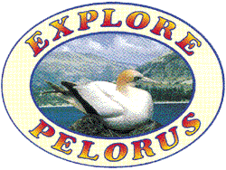 explore pelorus kayaks