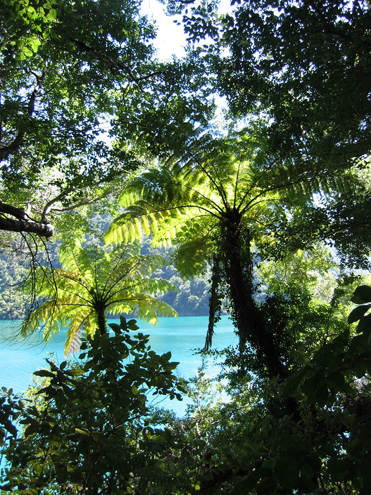 pelorus sound